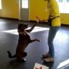 All About Dogs Training