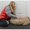 All About Dogs - Canine Massage