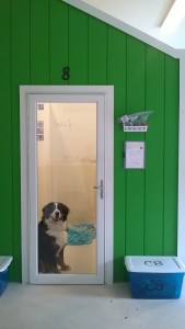 All About Dogs, Dog Boarding, kennel room All About Dogs, Dog Boarding, Occupied Kennel Room