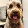 All About Dogs Doodle grooming