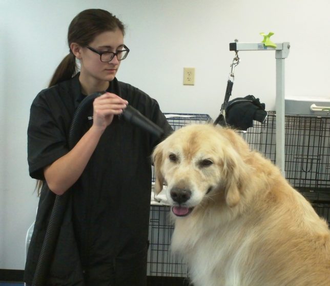 All About Dogs Groomer Julianna