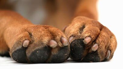 A close up of the paws of two dogs