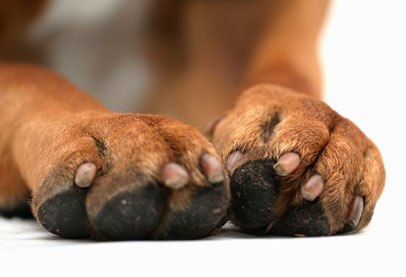 All About Dogs Grooming - Nail Care