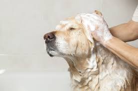 A dog is getting his hair washed in the tub.