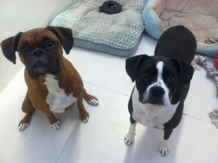 Two dogs sitting on the floor next to each other.