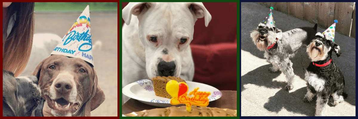 All About Dogs Daycare Birthday Packages