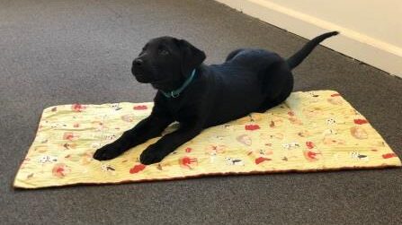 A black dog laying on the ground with its head down.