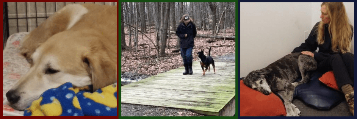 All About Dogs Wellness Services