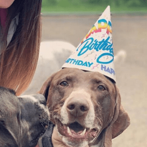 A dog wearing a birthday hat with the words " happy birthday ".