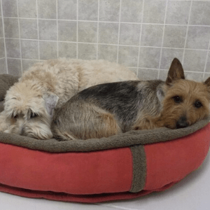 Two dogs laying in a dog bed on the floor