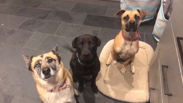 Three dogs sitting on a floor next to each other.