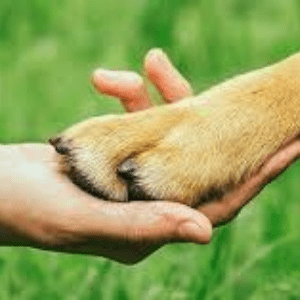 A person holding their paw in the palm of someone 's hand.