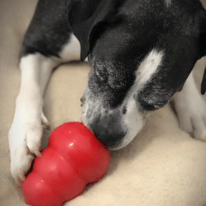 A dog playing with a red toy.