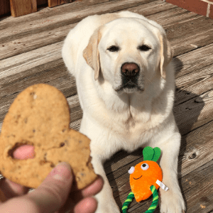 A dog sitting on the ground next to a person holding a cookie.