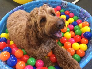 All About Dogs Enrichment Training