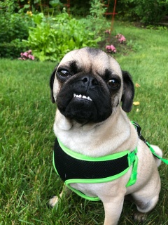 A pug dog wearing a harness in the grass.