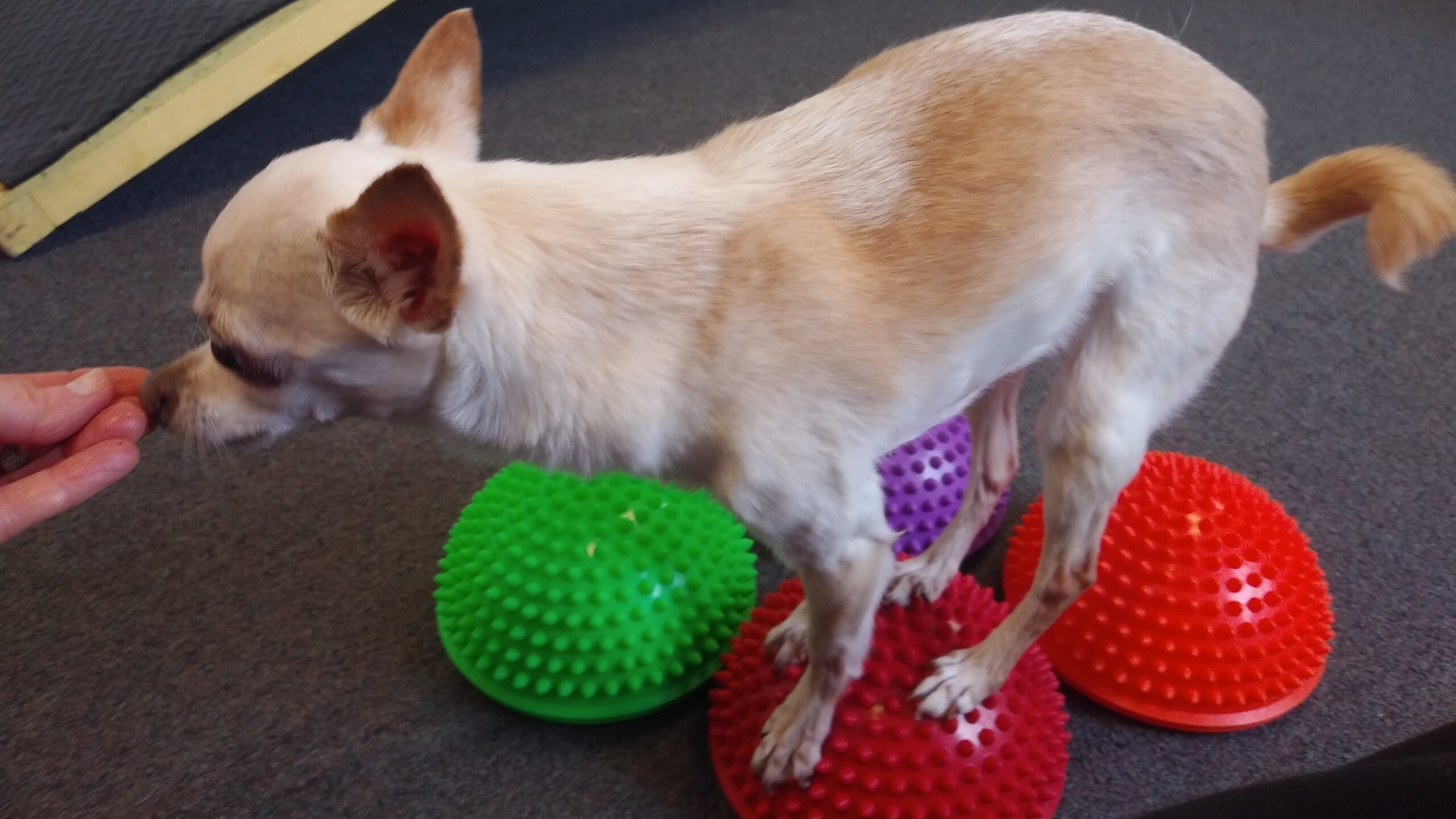 A cat standing on top of three balls.