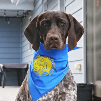 A dog with a blue bandanna around its neck.