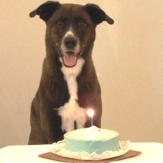 A dog sitting in front of a cake with one candle.