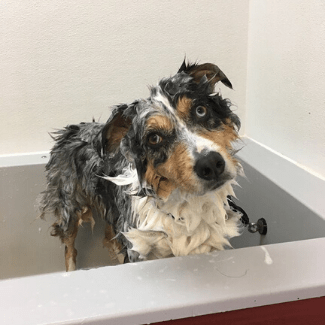 All About Dogs self-Serve Dog Wash
