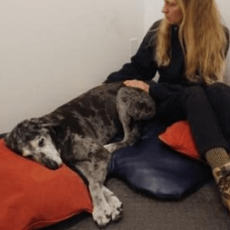 All About Dogs Massage