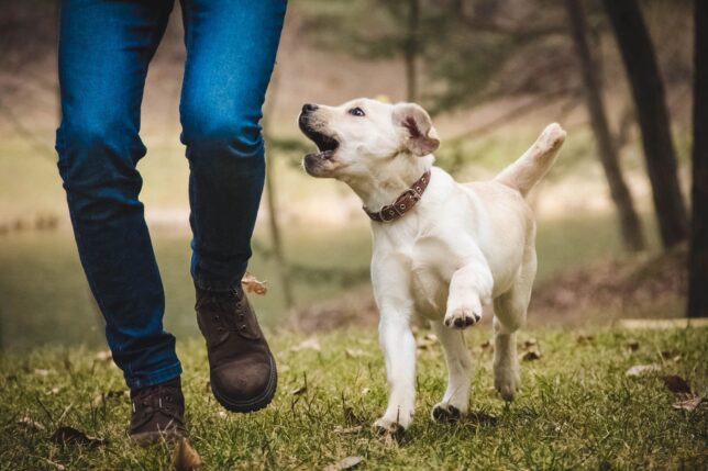 A dog is barking at the owner 's foot.