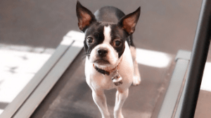 A dog is standing on the treadmill looking at the camera.