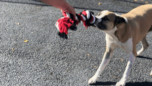 A dog playing tug of war with its owner.