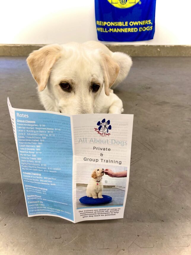 A dog is reading a book on the floor.