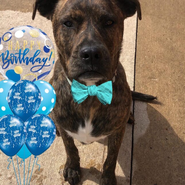 A dog with a bow tie and balloons