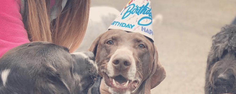 A dog wearing a birthday hat with the words " happy birthday ".