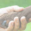 A person holding their dog 's paw in the palm of someone else.