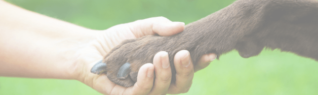 A person holding their dog 's paw in the palm of someone else.