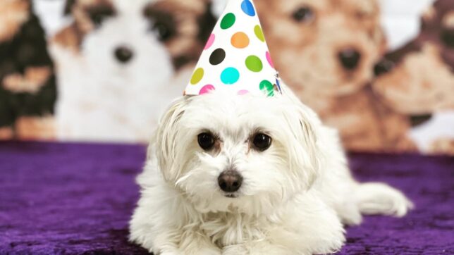 A white dog wearing a party hat on top of purple blanket.