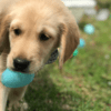 A dog with a ball in its mouth.