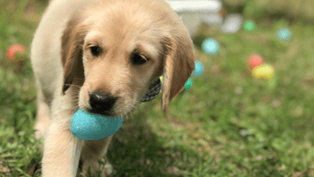 A dog with a ball in its mouth.