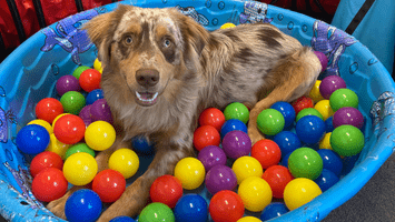 A dog is sitting in the pool of balls.