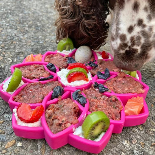 A dog is eating food from a pink tray.