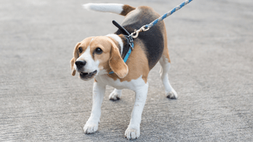 A dog with its head on the leash.