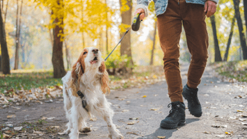 A blurry image of a dog on a leash