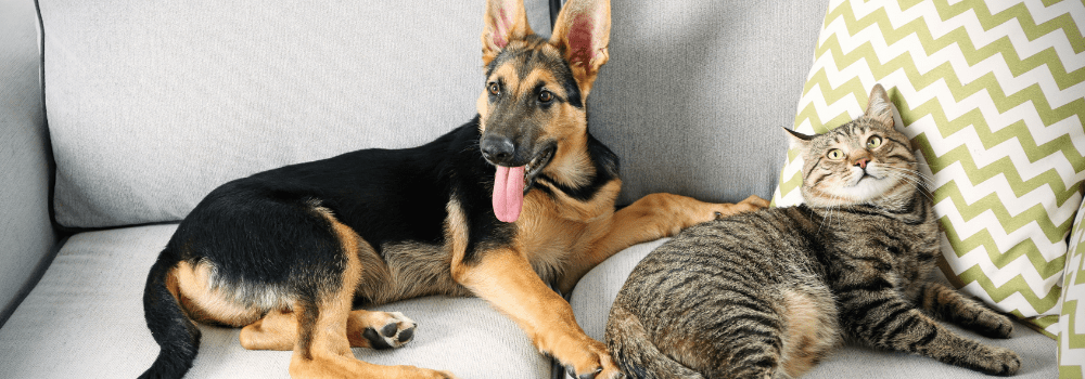 A dog laying on the couch with its tongue hanging out.