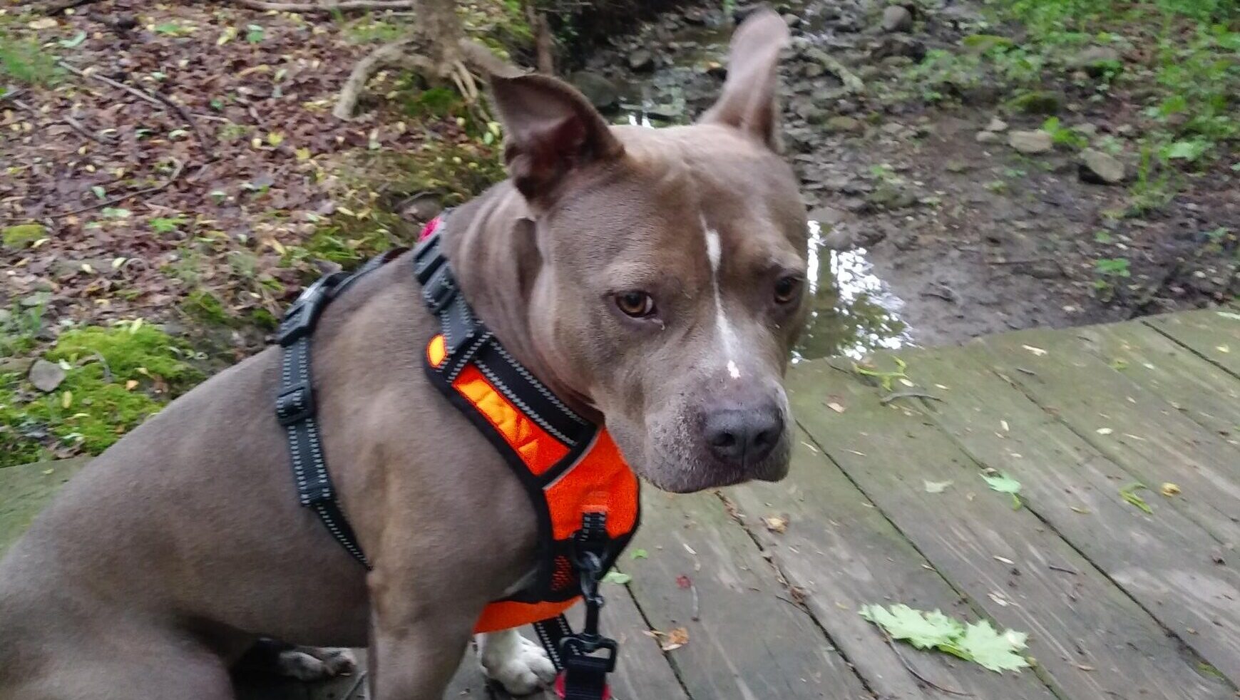 A dog with an orange harness on standing in the rain.