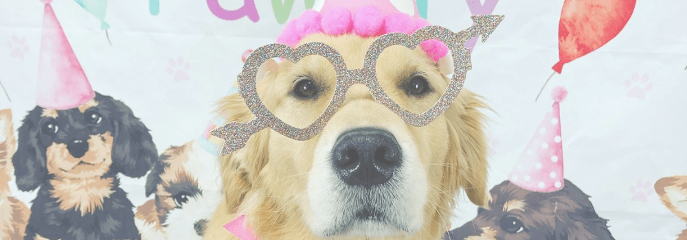 A dog wearing heart shaped glasses and a pink wig.