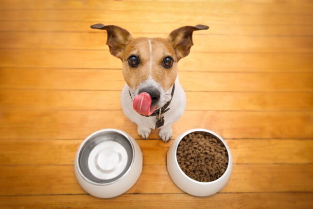 A dog sitting next to two bowls of food.