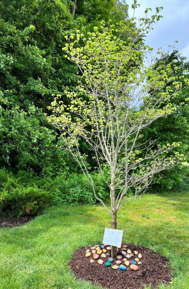 A tree is in the middle of a field.