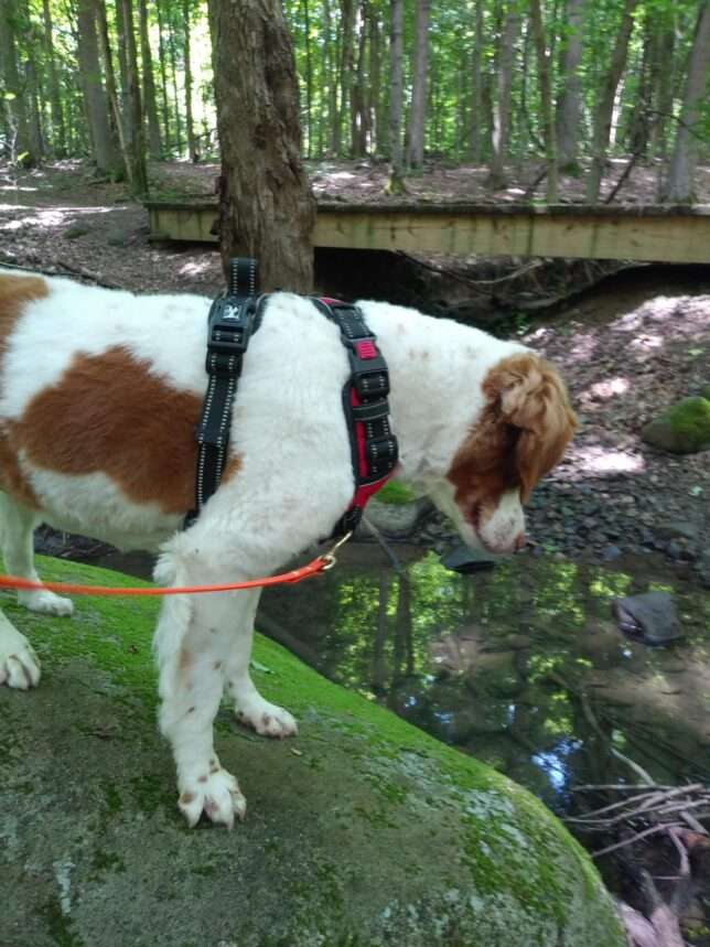 A dog with a harness on standing in the grass.