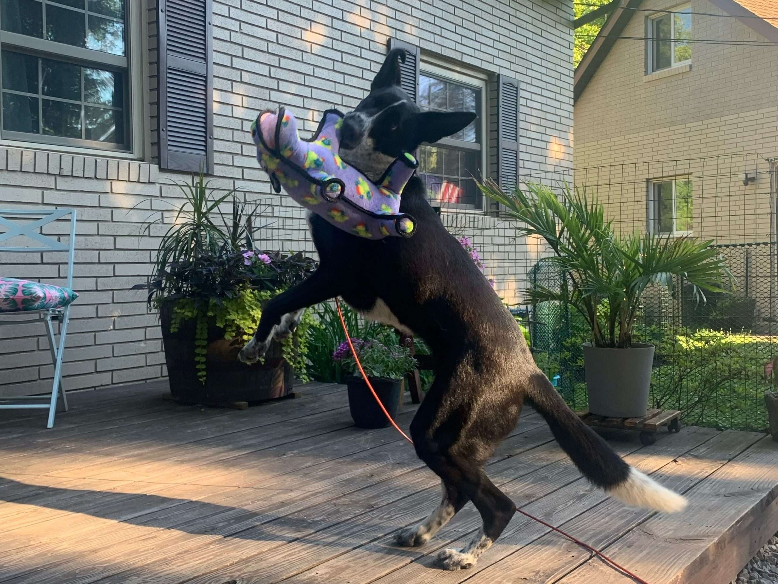 A dog jumping in the air over another dog.