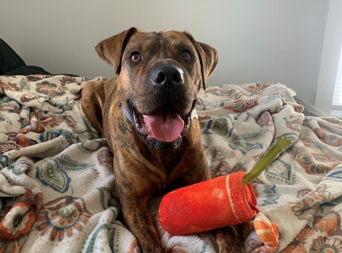 A dog laying on top of a bed with a carrot.