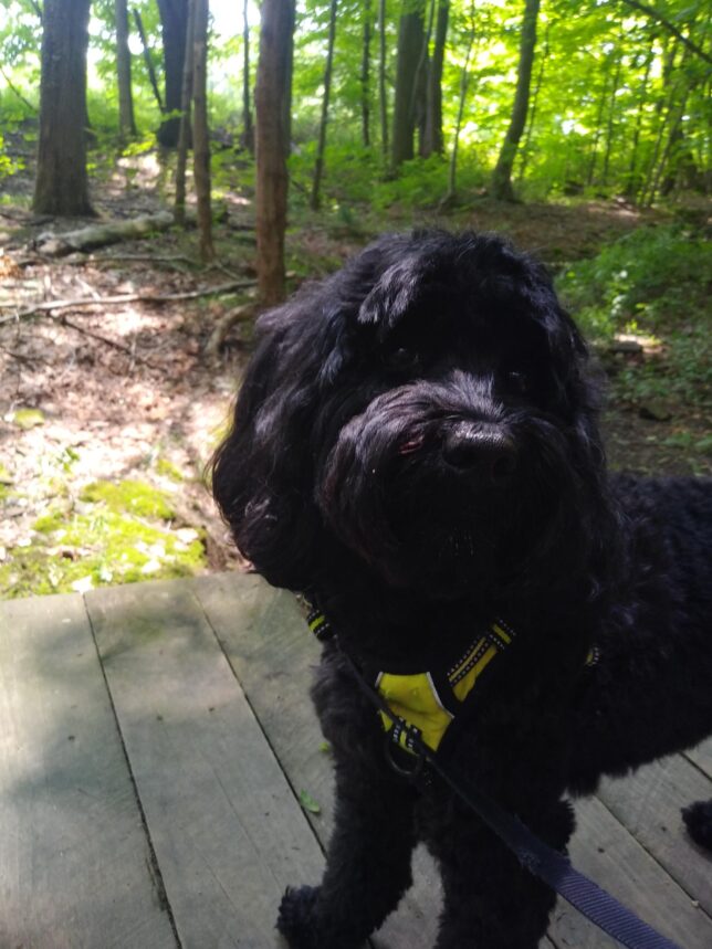 A black dog sitting on top of a wooden deck.