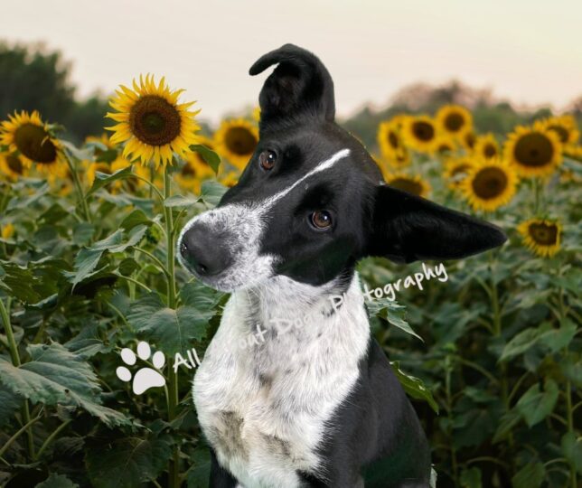 A dog standing in front of some sunflowers